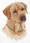 (image for) Labrador Retriever
